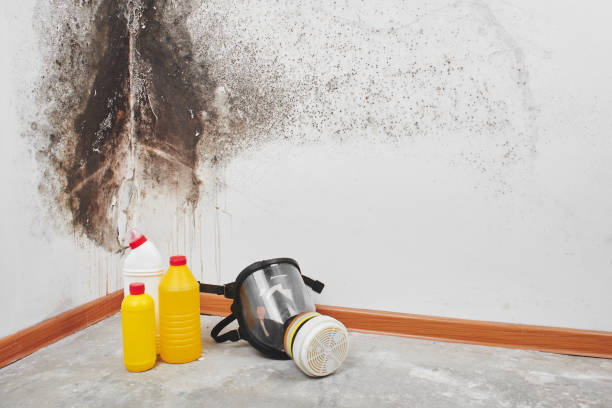 Best Emergency Mold Removal  in Marlette, MI