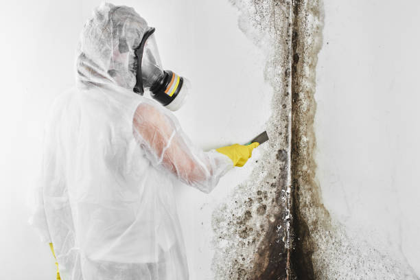 Best Black Mold Removal  in Marlette, MI