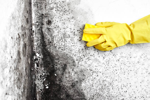 Best Affordable Mold Removal  in Marlette, MI