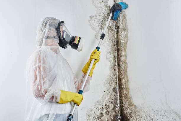 Best Home Mold Removal  in Marlette, MI