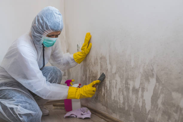 Best Local Mold Removal Service  in Marlette, MI