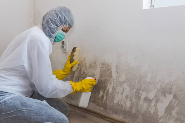 Best Professional Mold Removal  in Marlette, MI