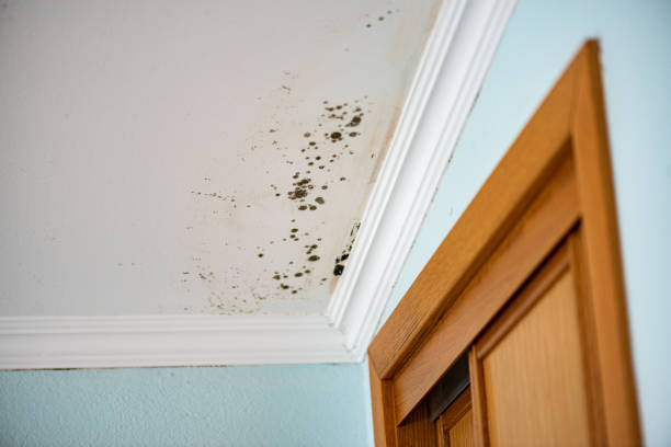 Marlette, MI Mold Removal Company