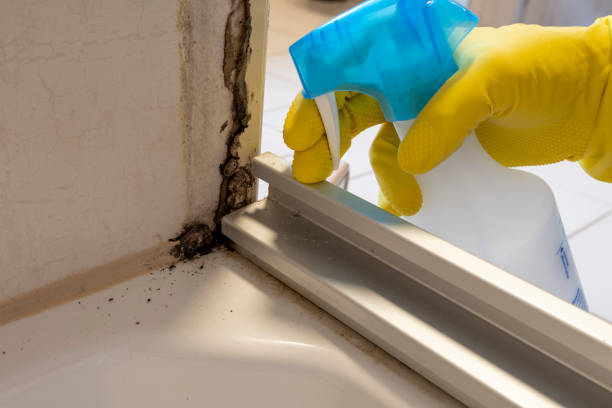 Office Mold Removal Services in Marlette, MI
