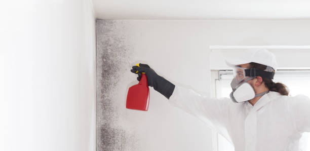 Home Mold Removal in Marlette, MI