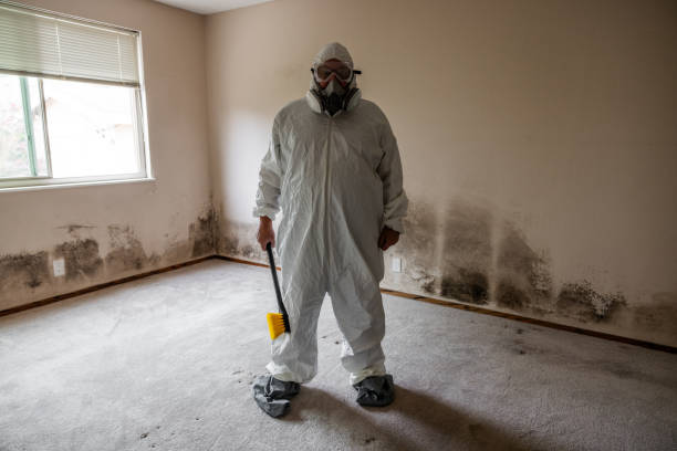 Best Home Mold Removal  in Marlette, MI