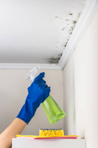 Best Attic Mold Removal  in Marlette, MI